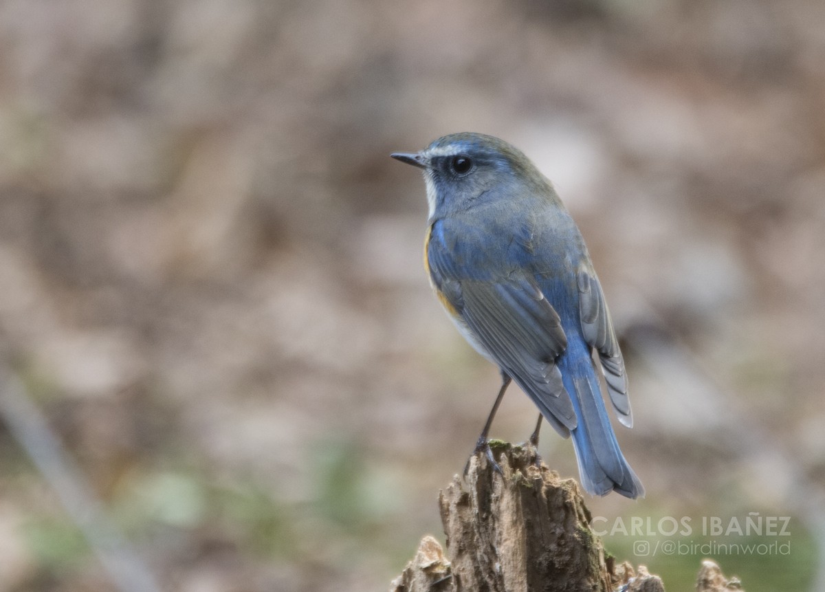 Red-flanked Bluetail - ML131318051