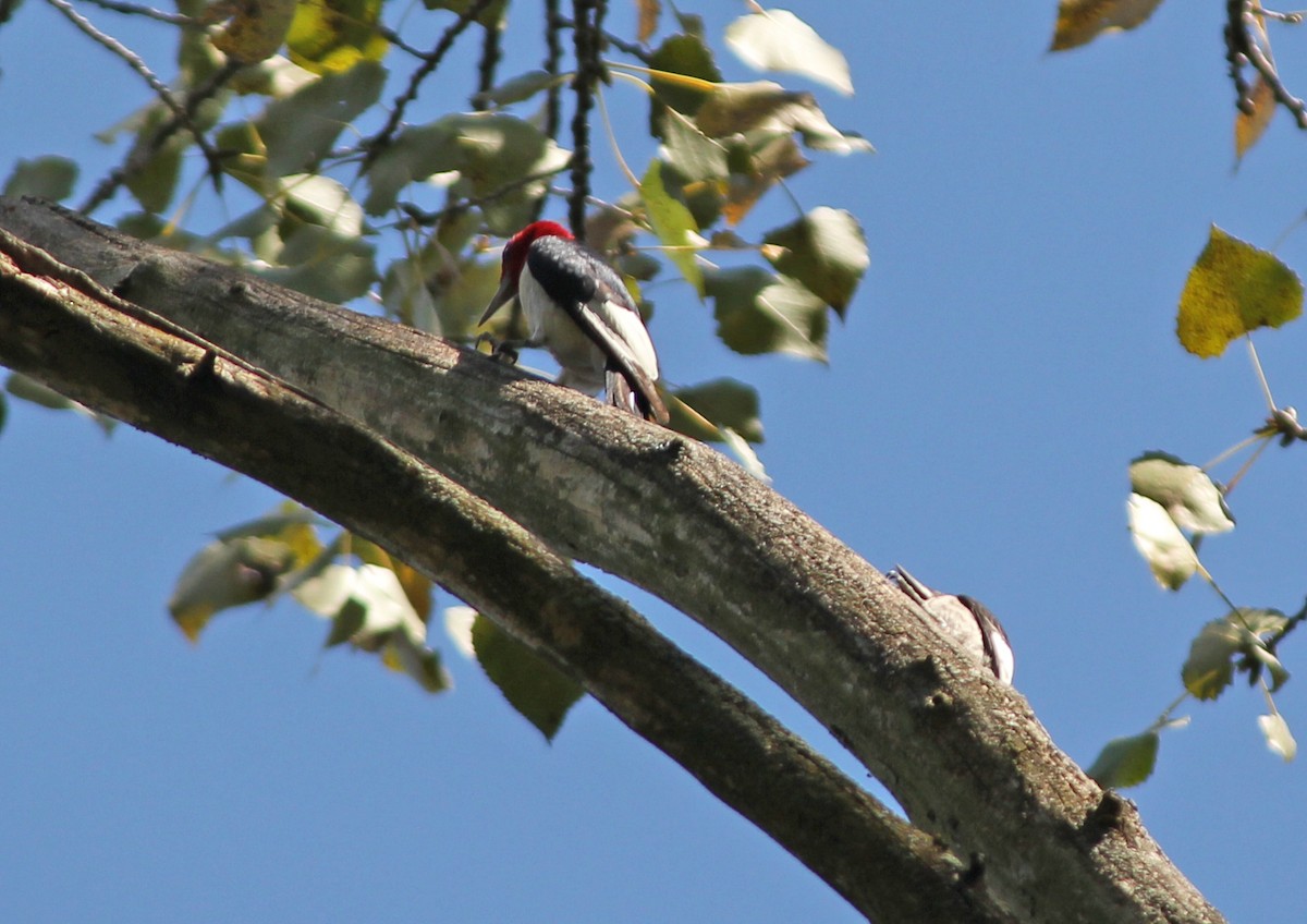 Red-headed Woodpecker - ML131319631