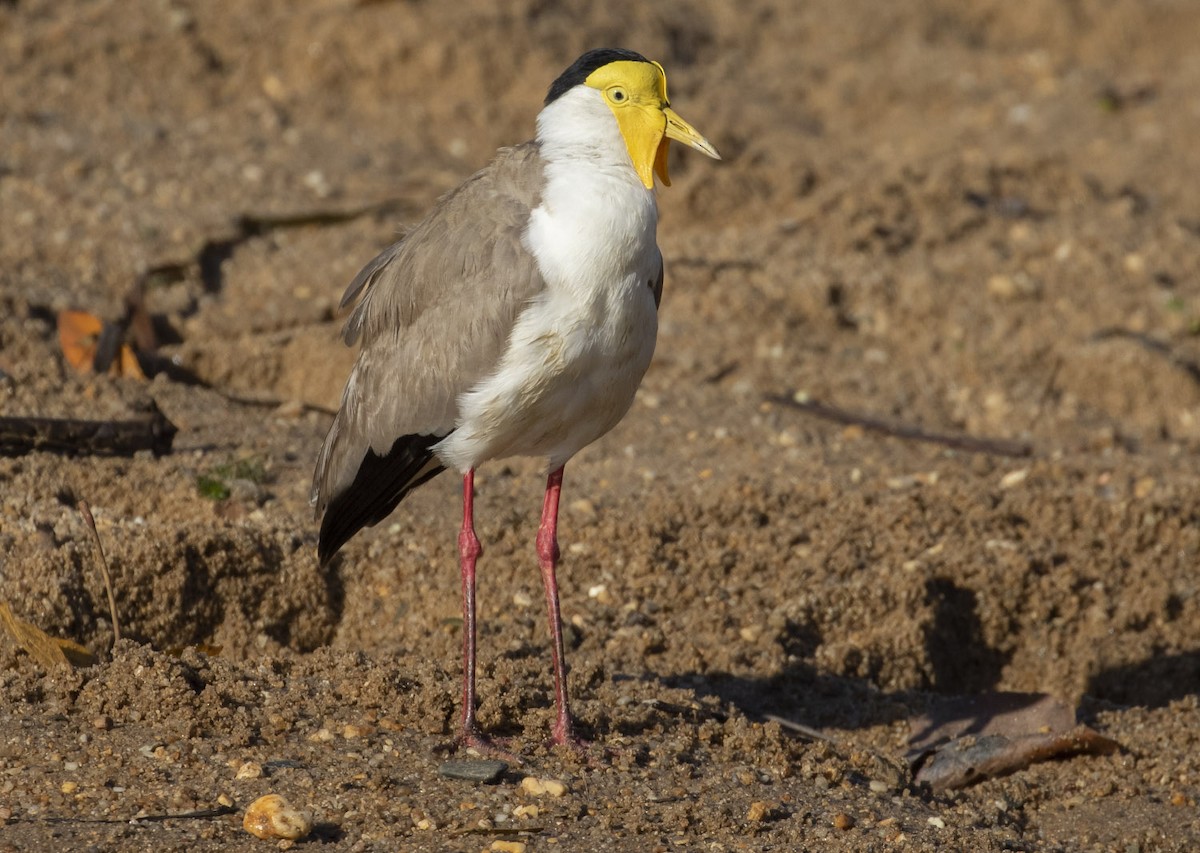 Masked Lapwing - ML131320351