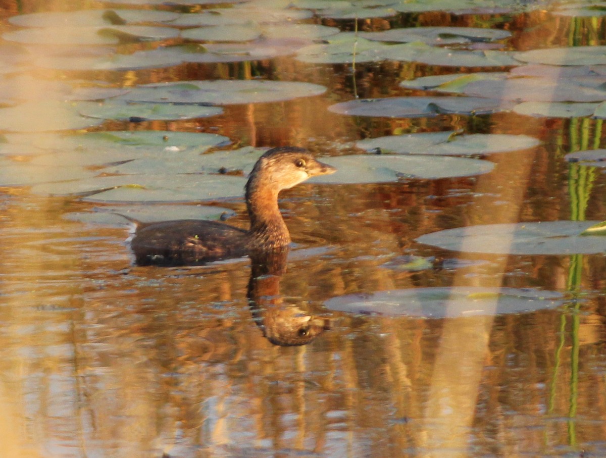 Pied-billed Grebe - ML131320371