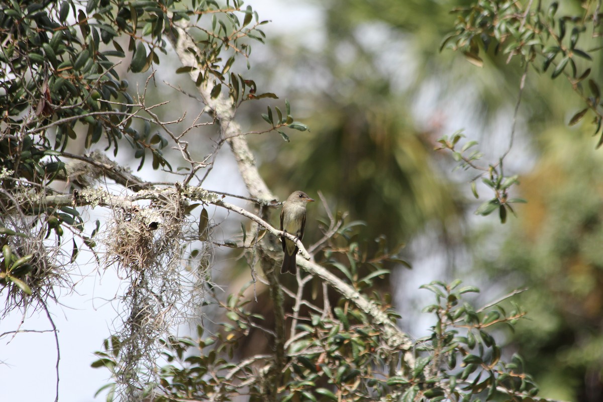 Eastern Wood-Pewee - ML131320531