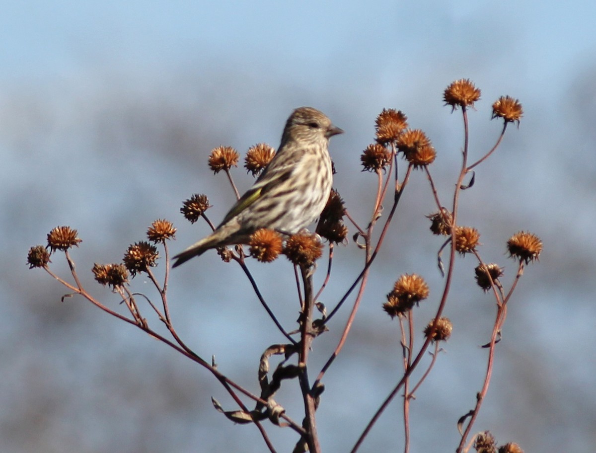 Pine Siskin - Andrew S. Aldrich