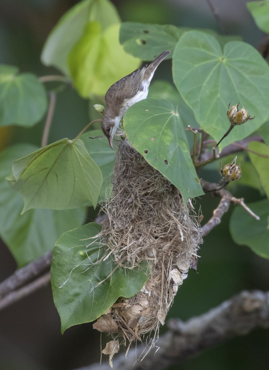 Brown-backed Honeyeater - Michael Todd