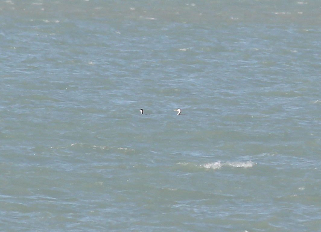 Western Grebe - ML131322341