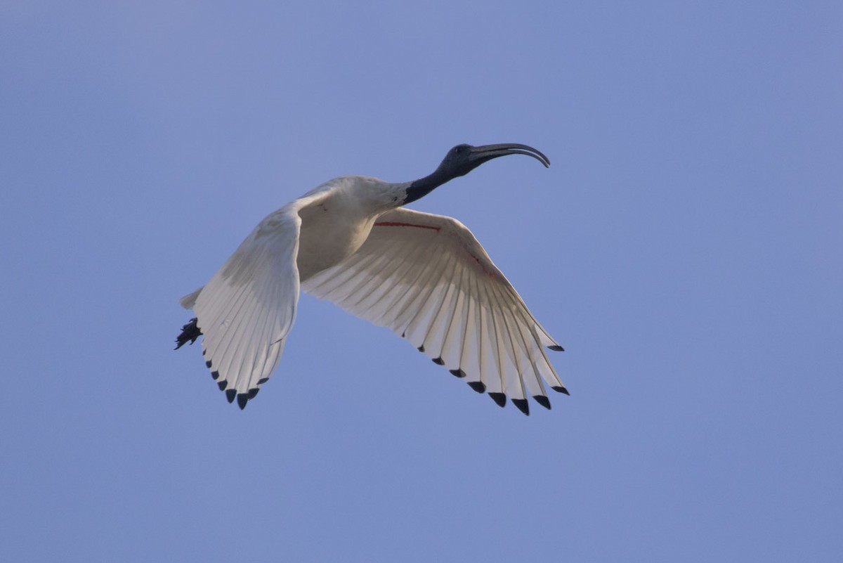 Australian Ibis - ML131322901