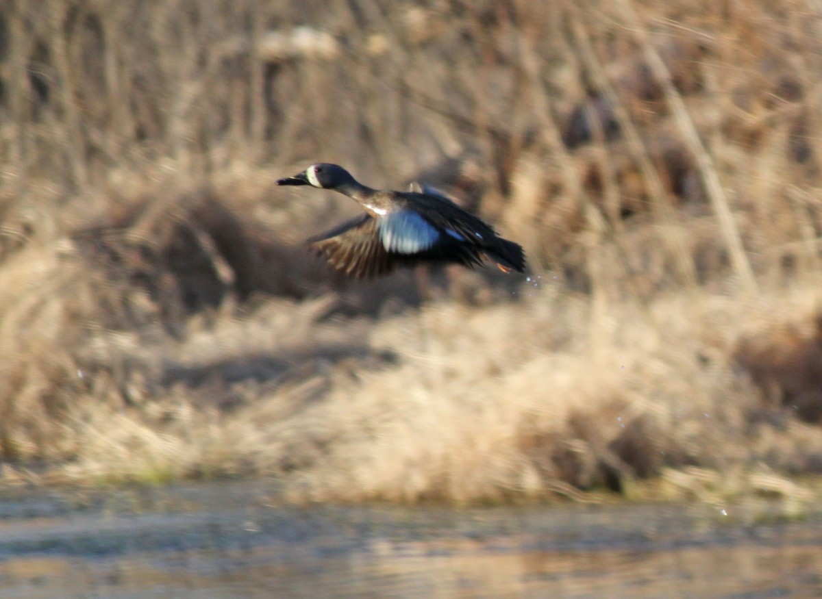 Blue-winged Teal - ML131325921