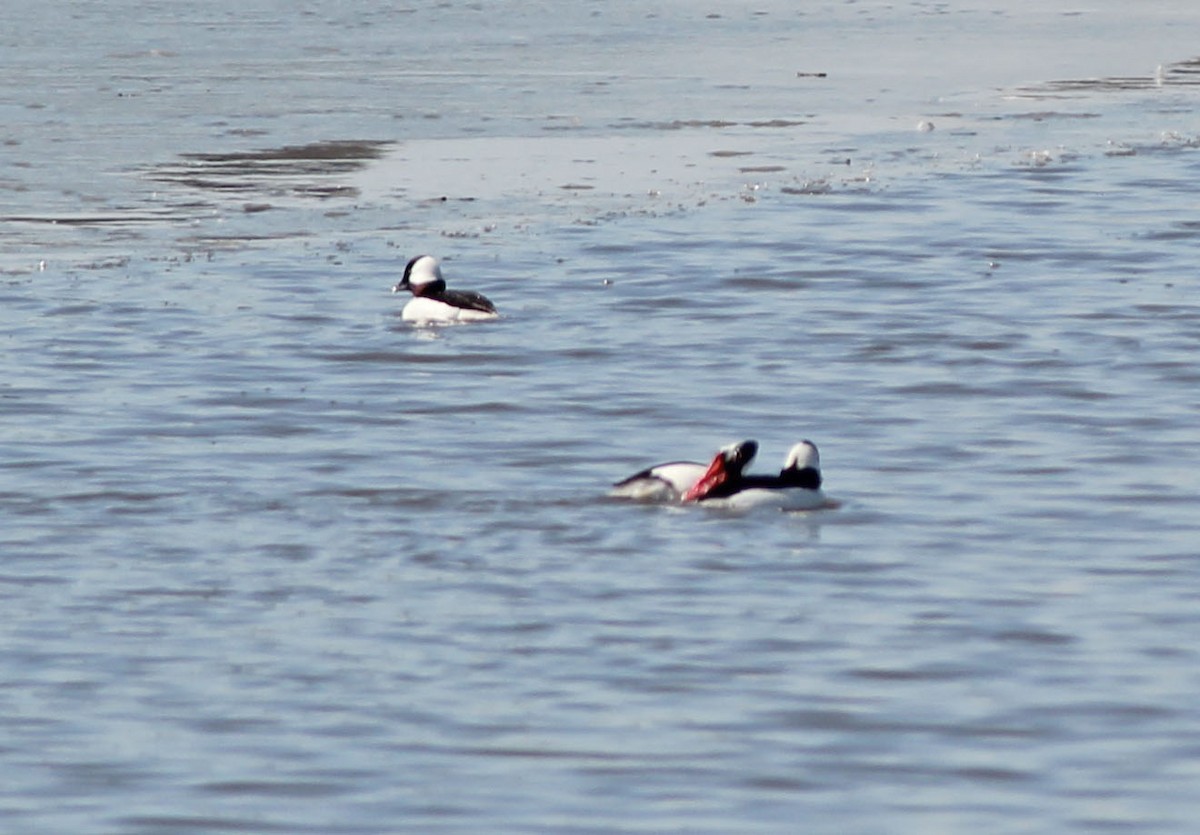 Bufflehead - Andrew S. Aldrich