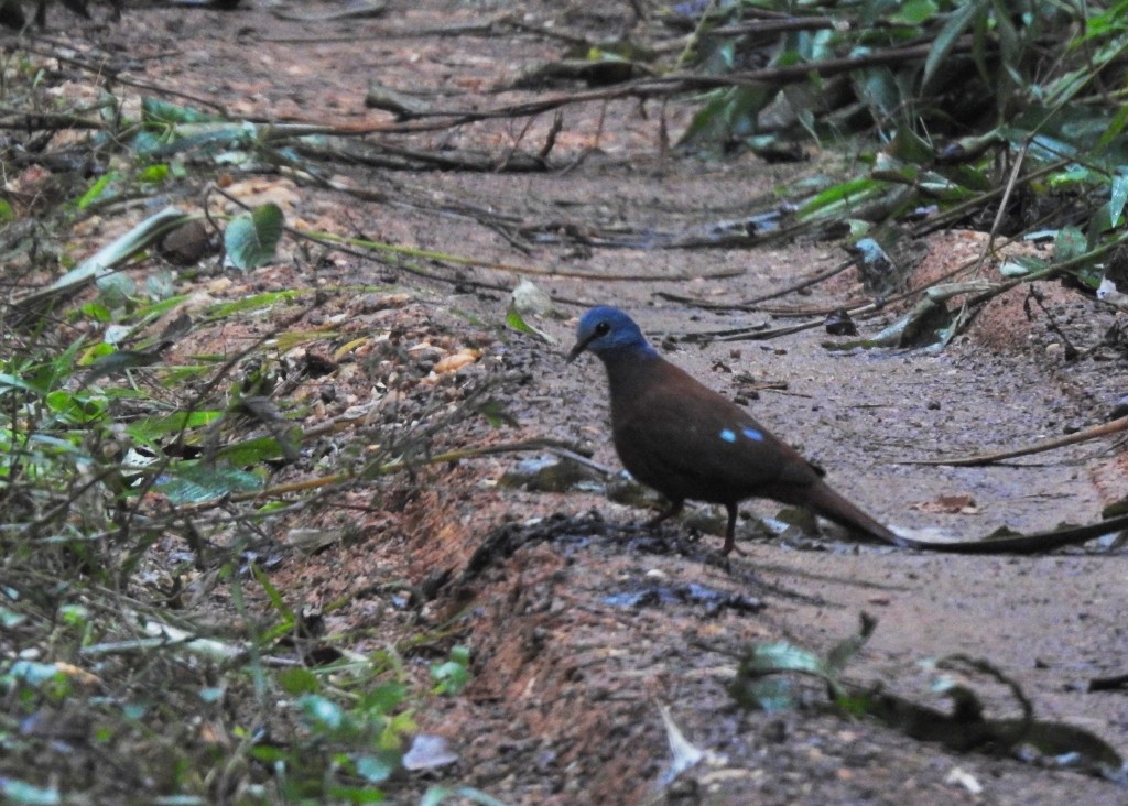 Blue-headed Wood-Dove - ML131327471