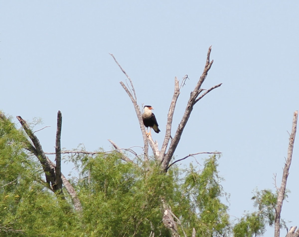 Crested Caracara (Northern) - ML131327761