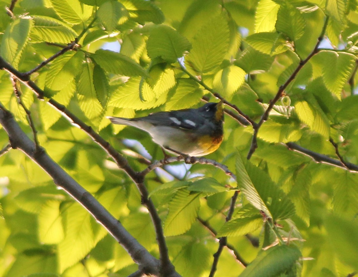 Northern Parula - Andrew S. Aldrich