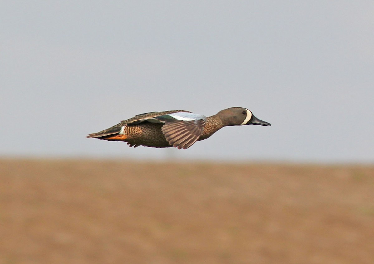 Blue-winged Teal - ML131330341