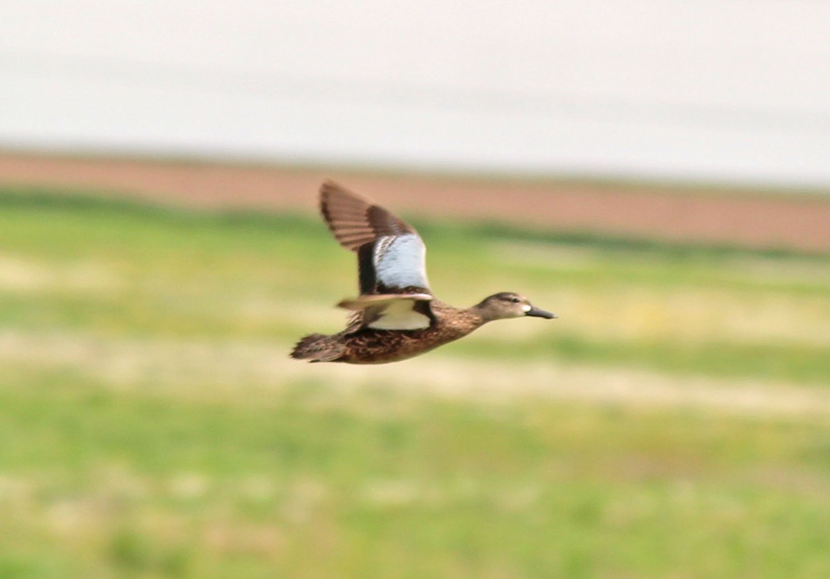 Blue-winged Teal - ML131330361