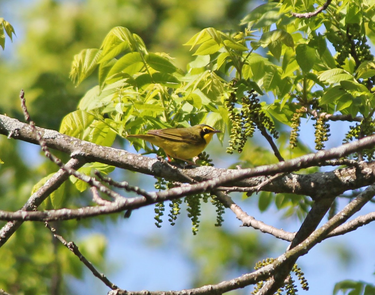 Kentucky Warbler - ML131330621