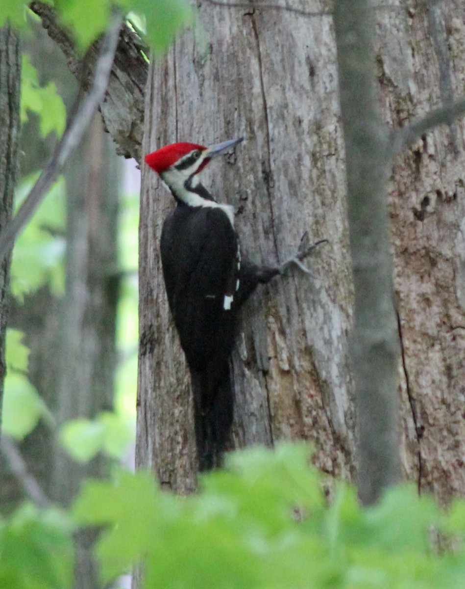 Pileated Woodpecker - Andrew S. Aldrich