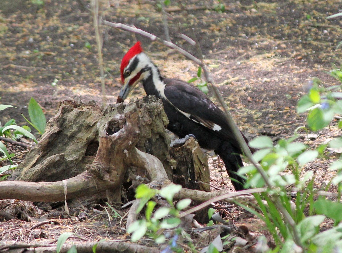 Pileated Woodpecker - Andrew S. Aldrich