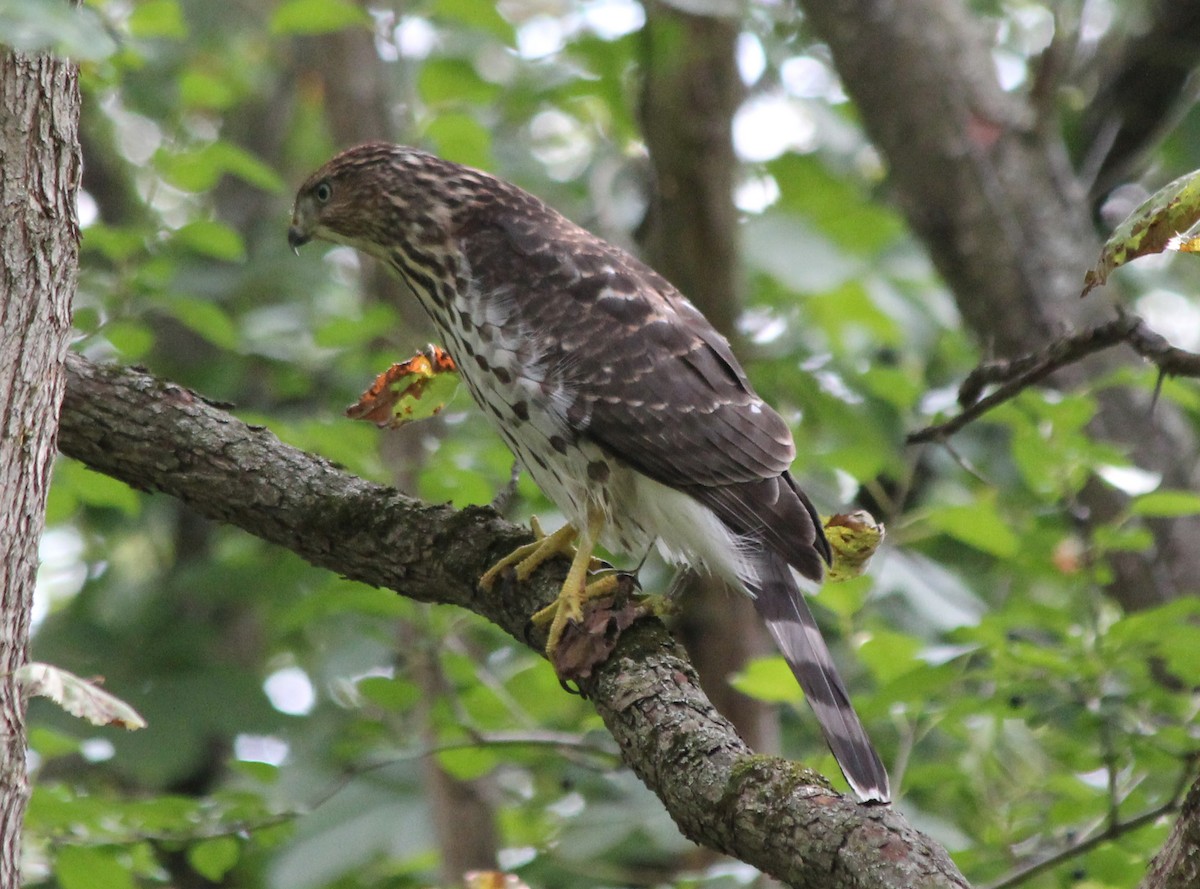 Cooper's Hawk - ML131334491