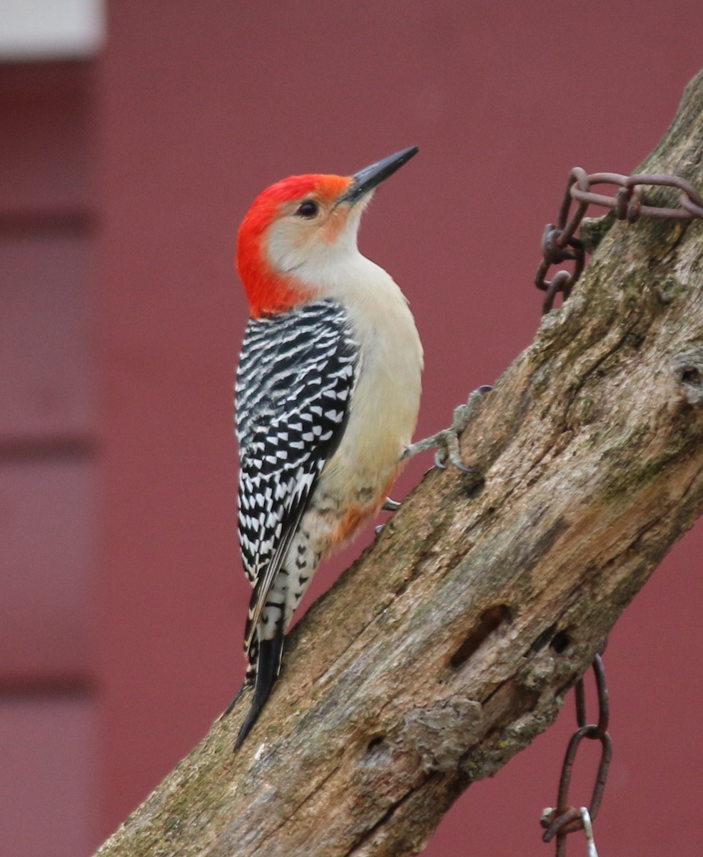Red-bellied Woodpecker - Andrew S. Aldrich