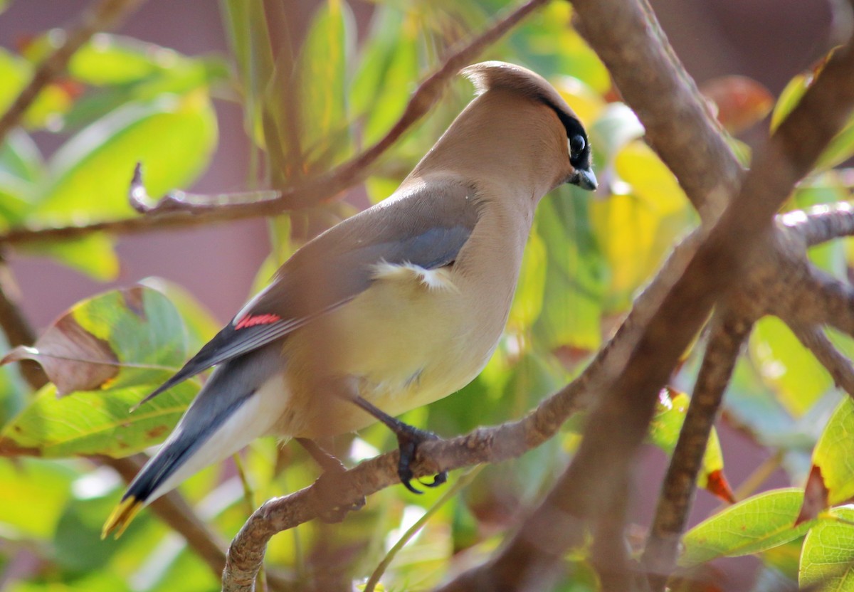 Cedar Waxwing - ML131339531