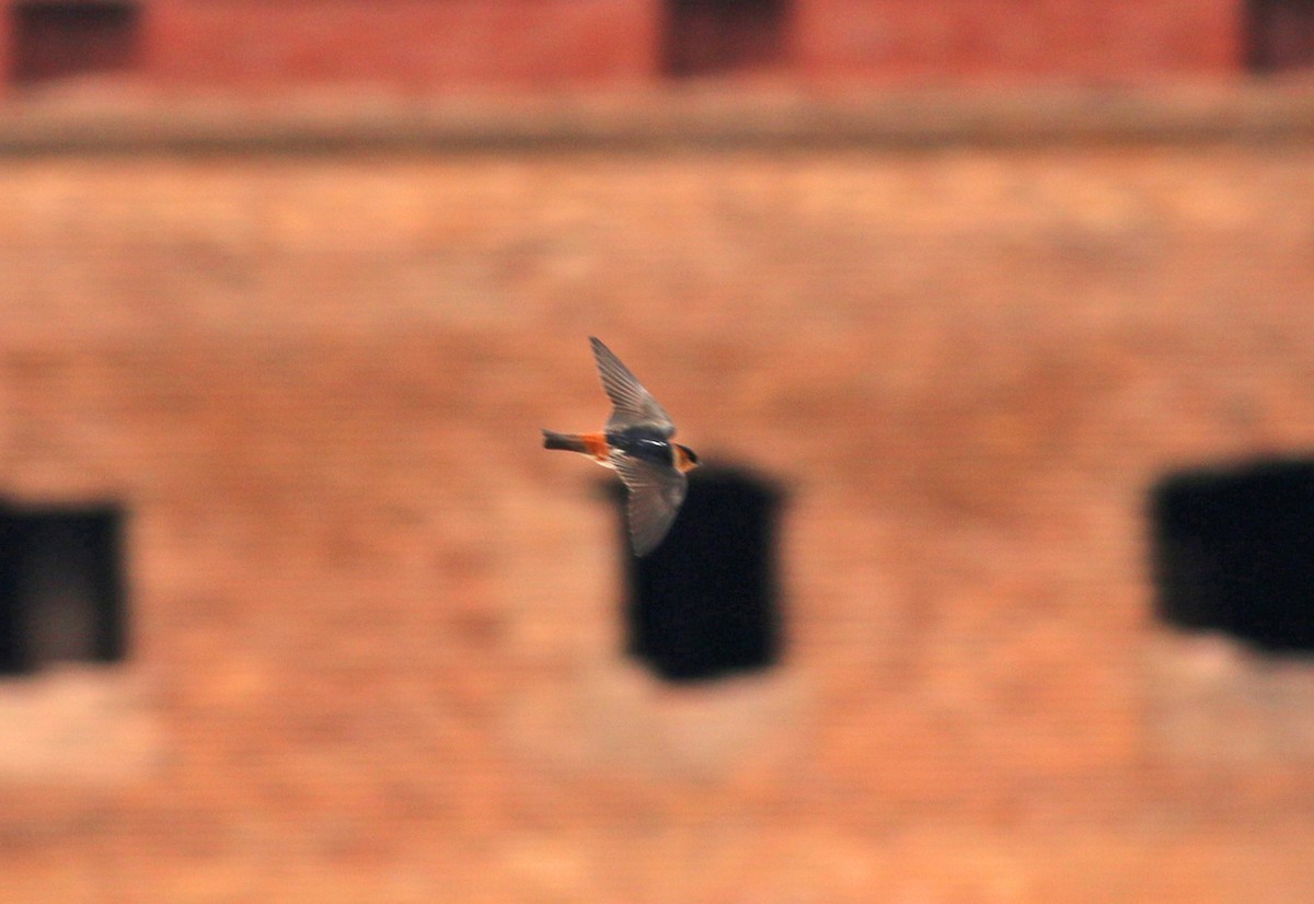 Cave Swallow (Caribbean) - ML131339581