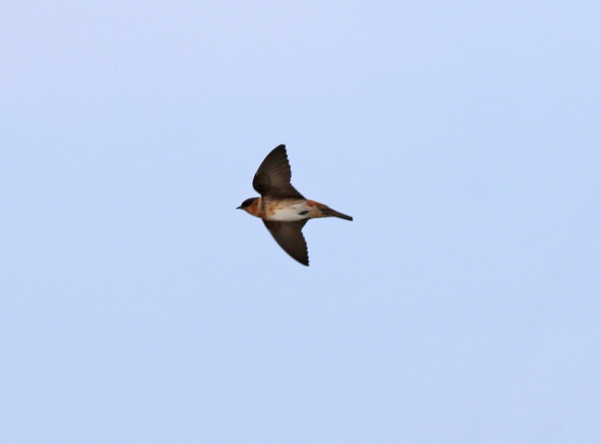 Golondrina Pueblera (grupo fulva) - ML131339591