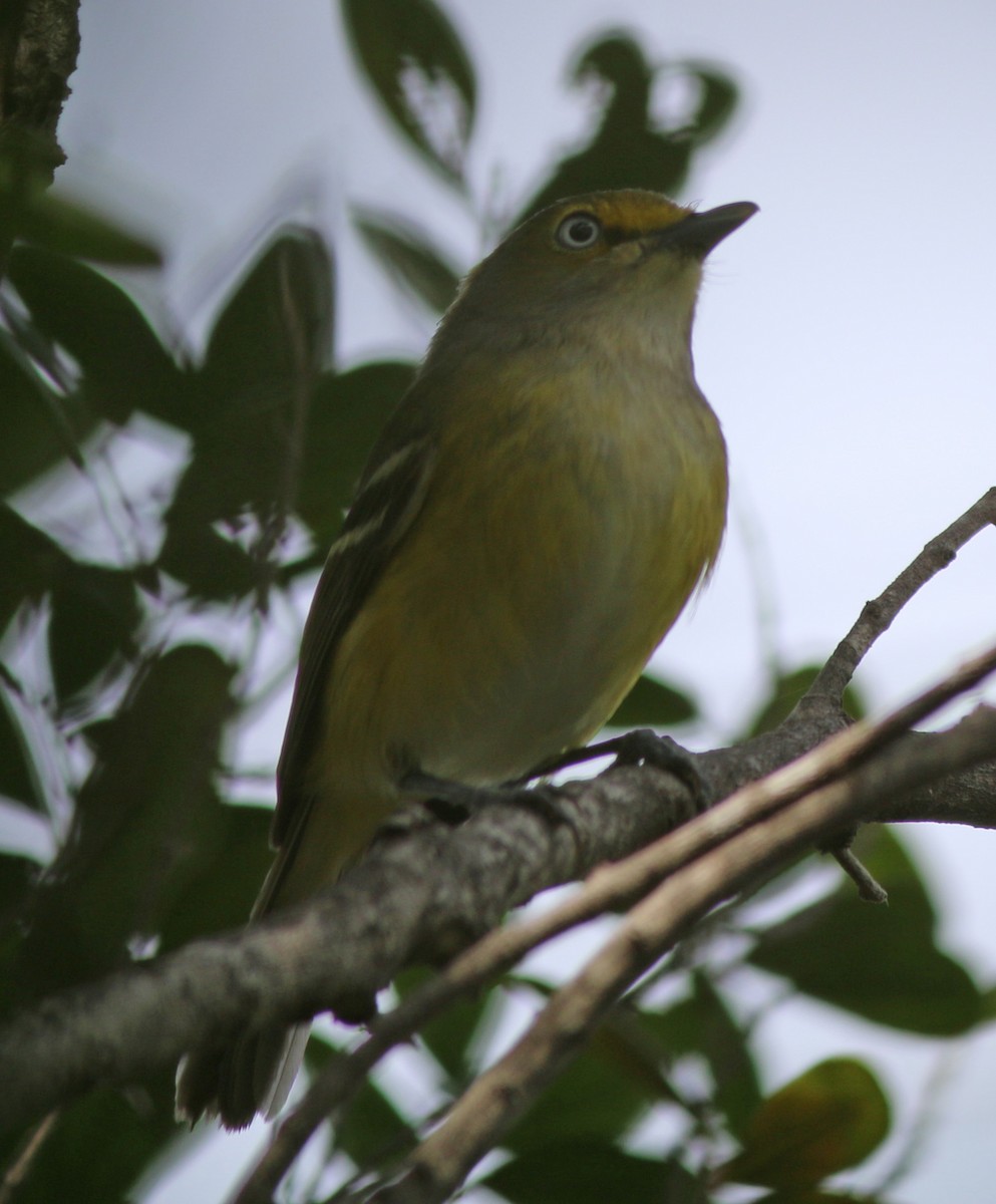 hvitøyevireo - ML131339861