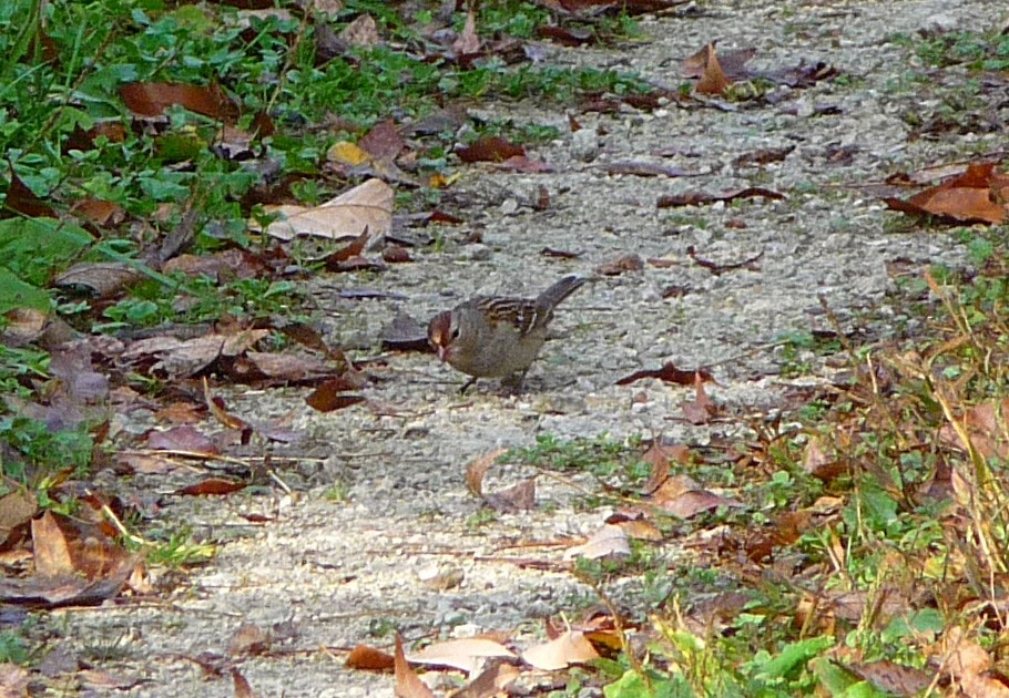 Bruant à couronne blanche - ML131341081