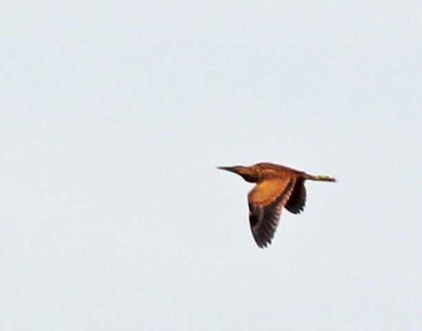 American Bittern - ML131342001