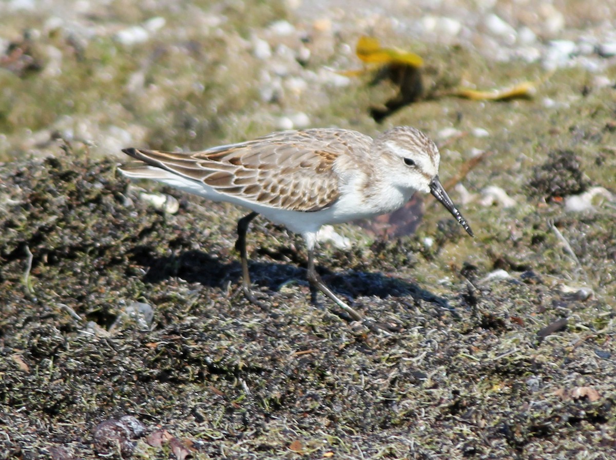 Western Sandpiper - ML131342691