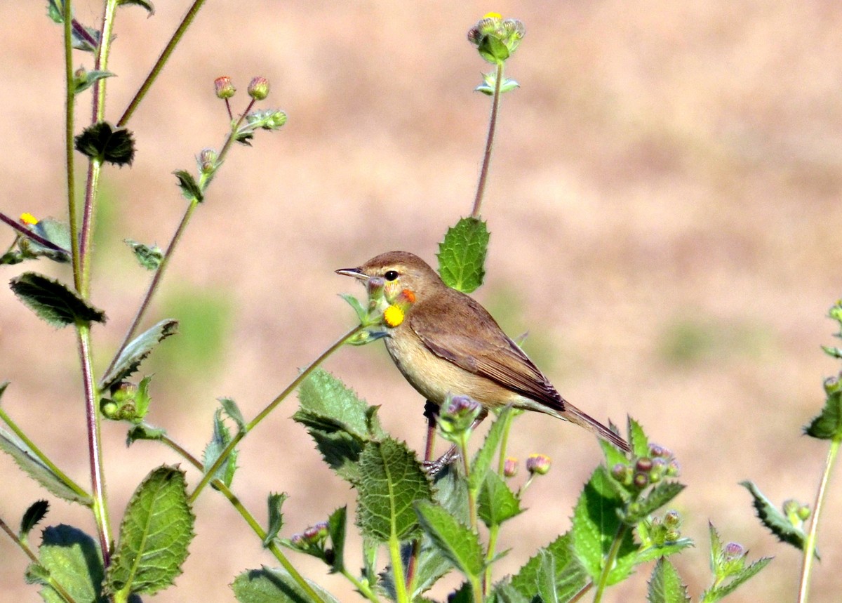 Booted Warbler - ML131346321