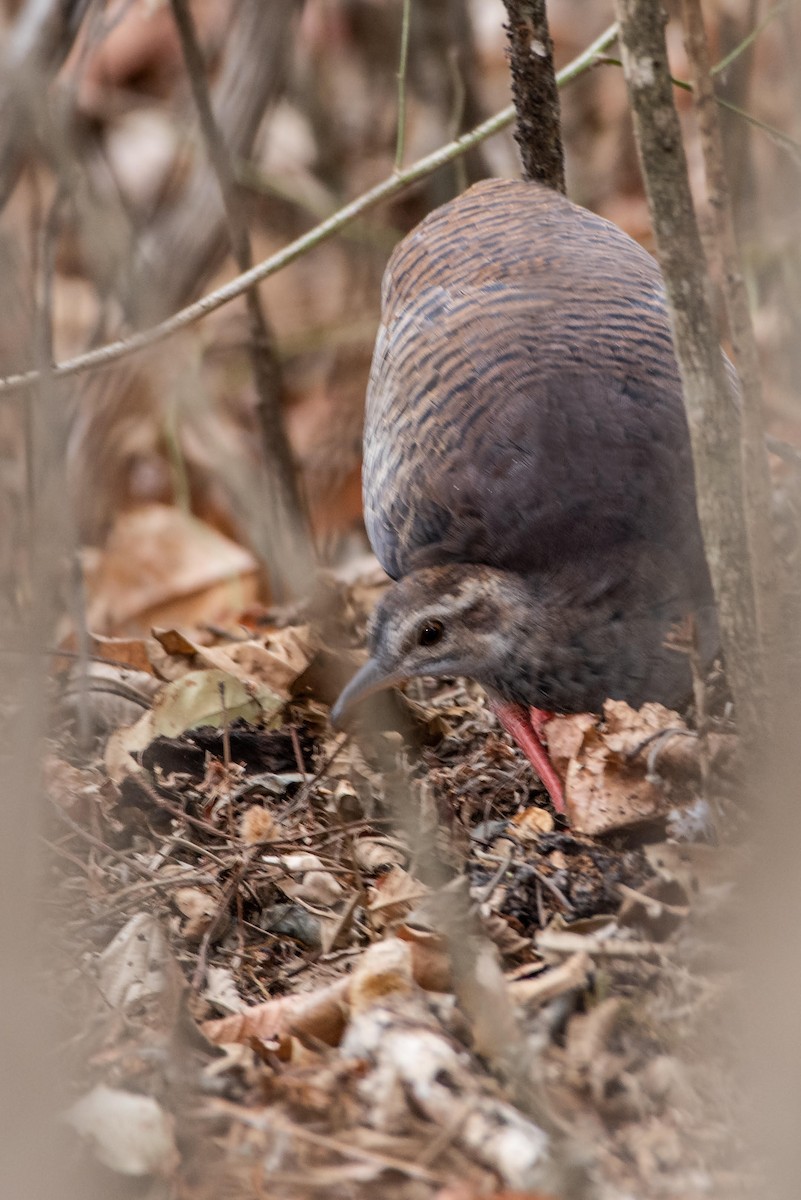 Pale-browed Tinamou - ML131346891