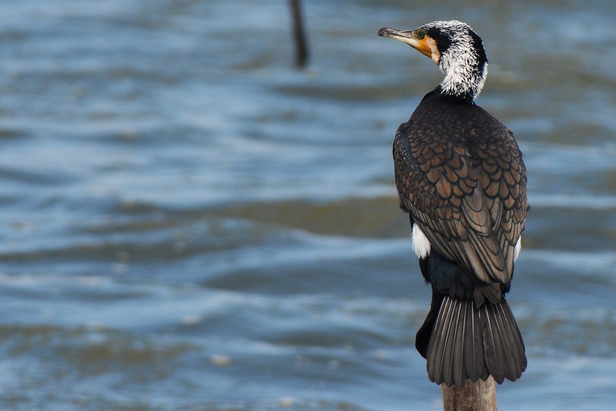 Great Cormorant - ML131347611