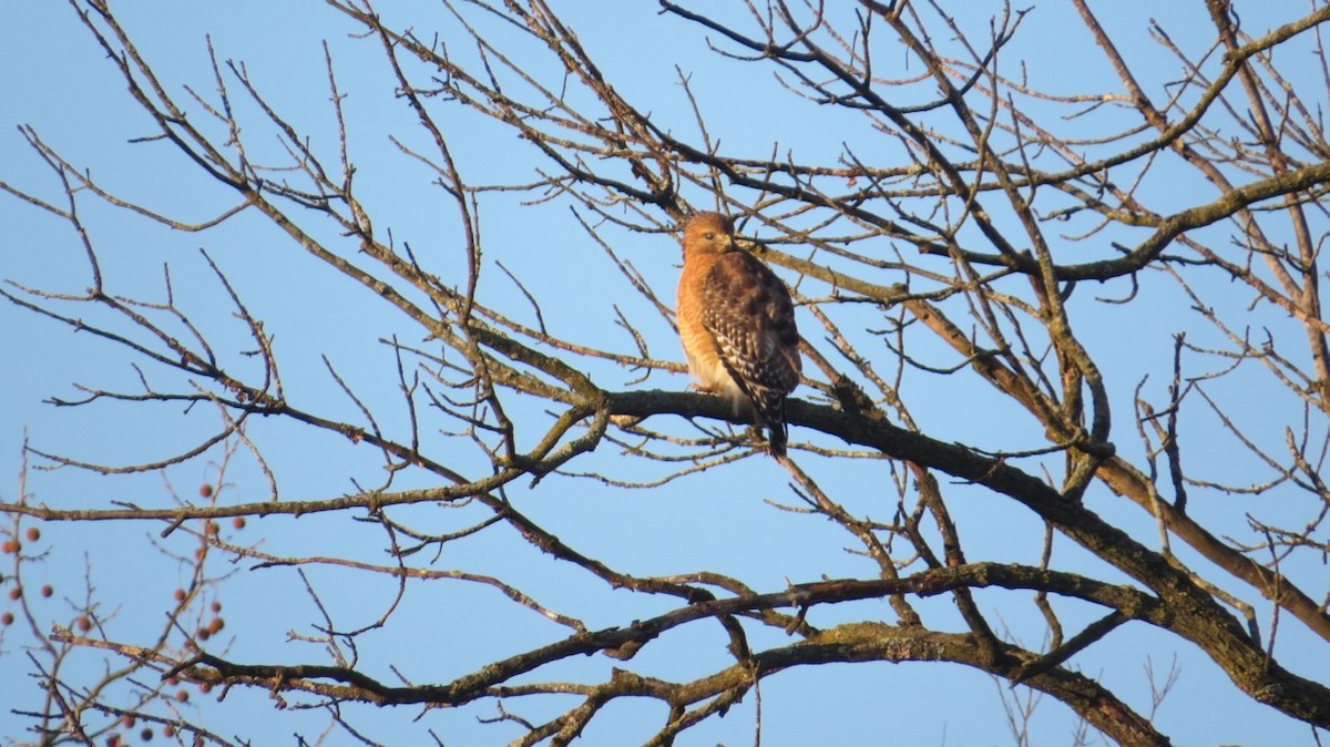 Red-shouldered Hawk - ML131347681