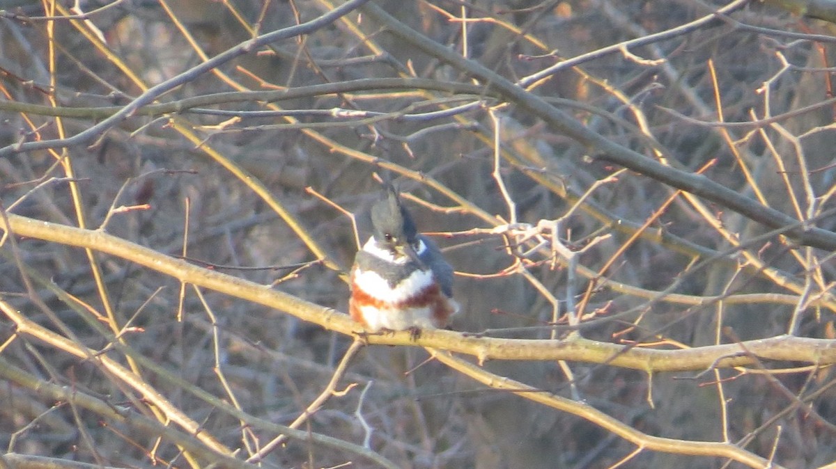 Belted Kingfisher - ML131347701