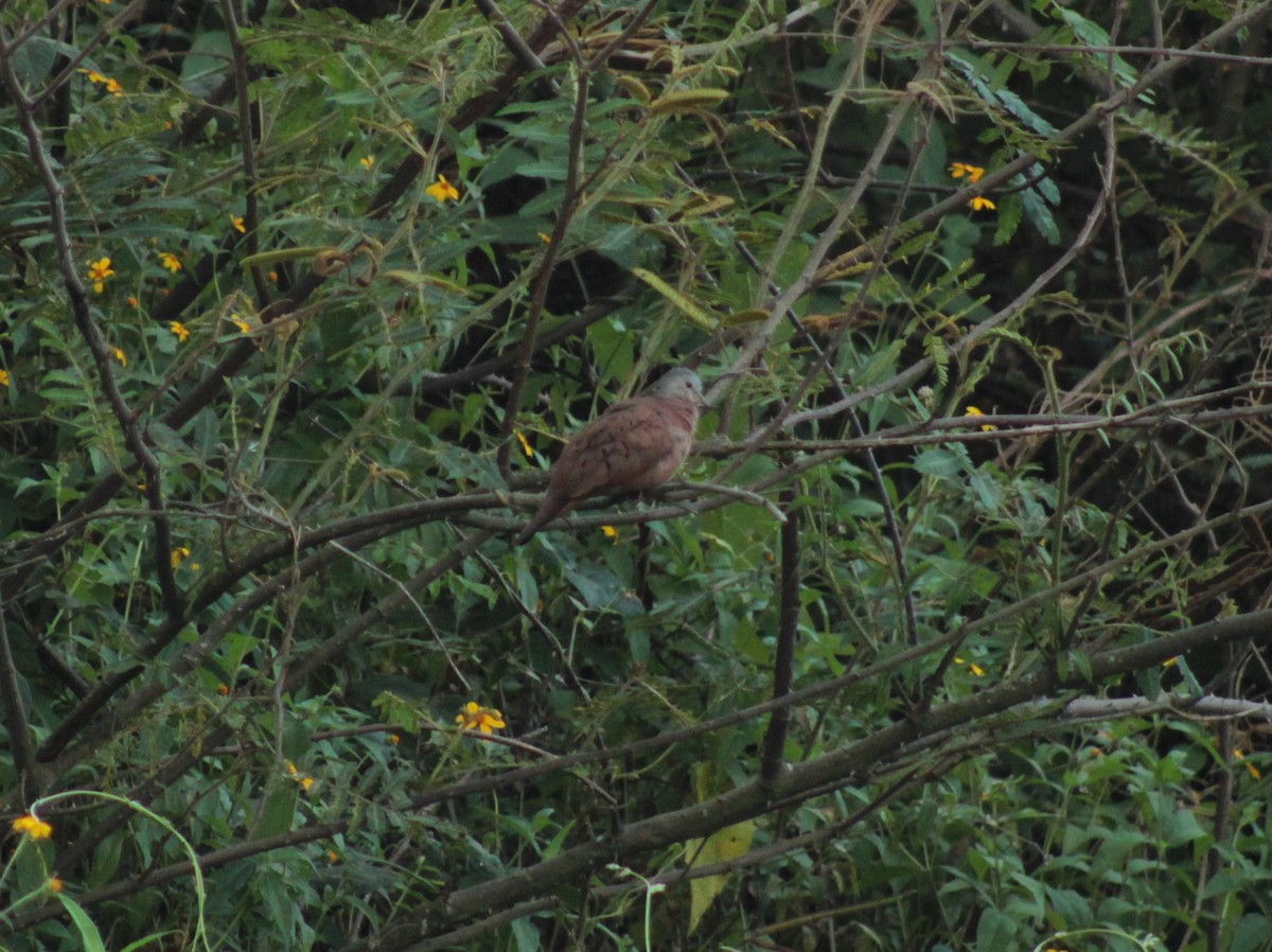 Ruddy Ground Dove - ML131348051