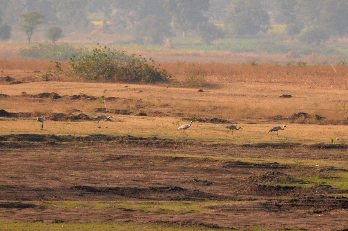 Common Crane - ML131349911