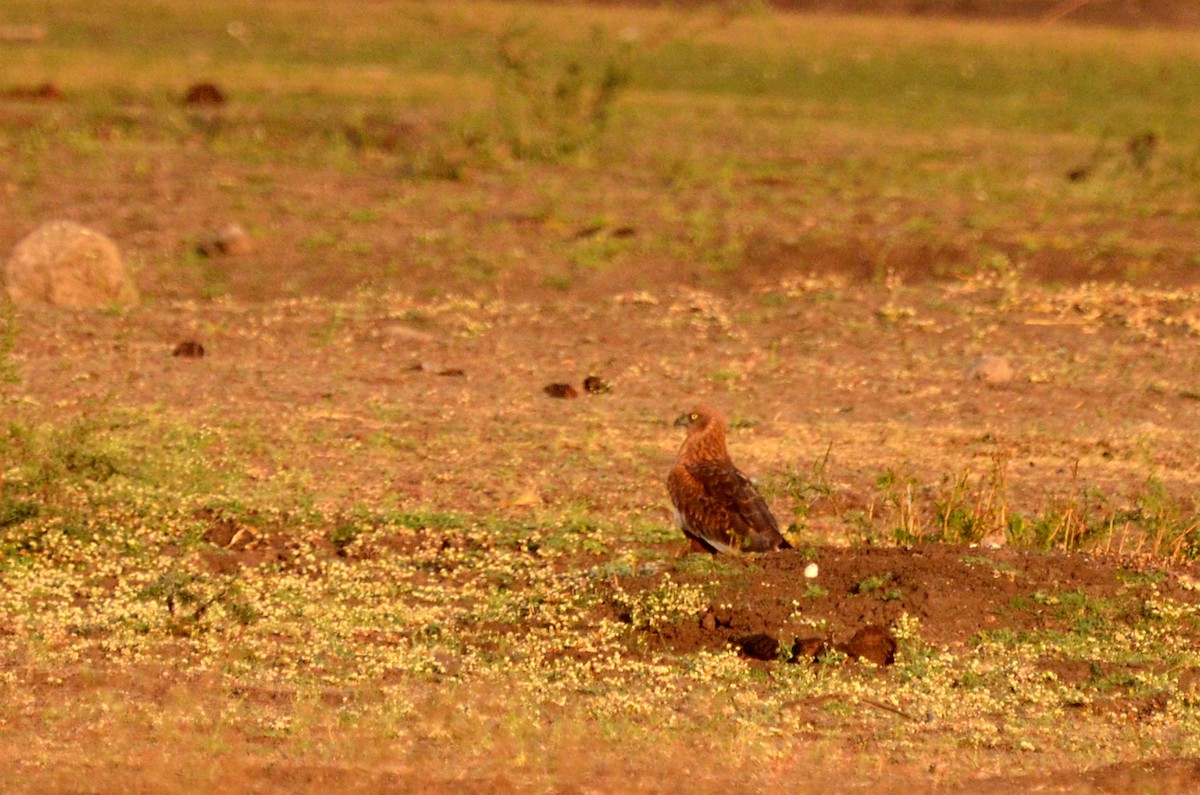 Pallid Harrier - ML131354731