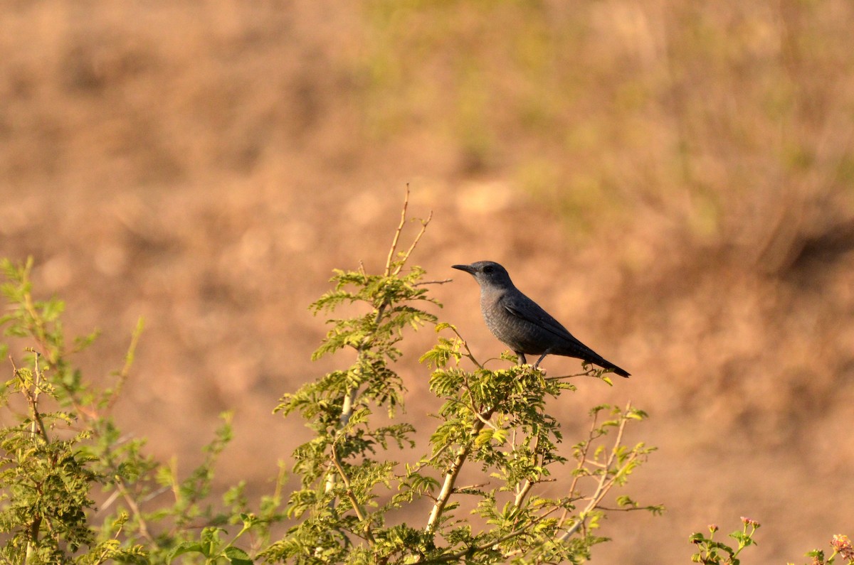 Blue Rock-Thrush - ML131355371