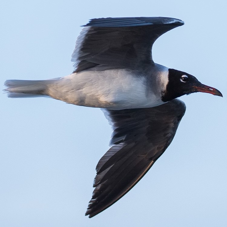 Белоглазая чайка - ML131355821
