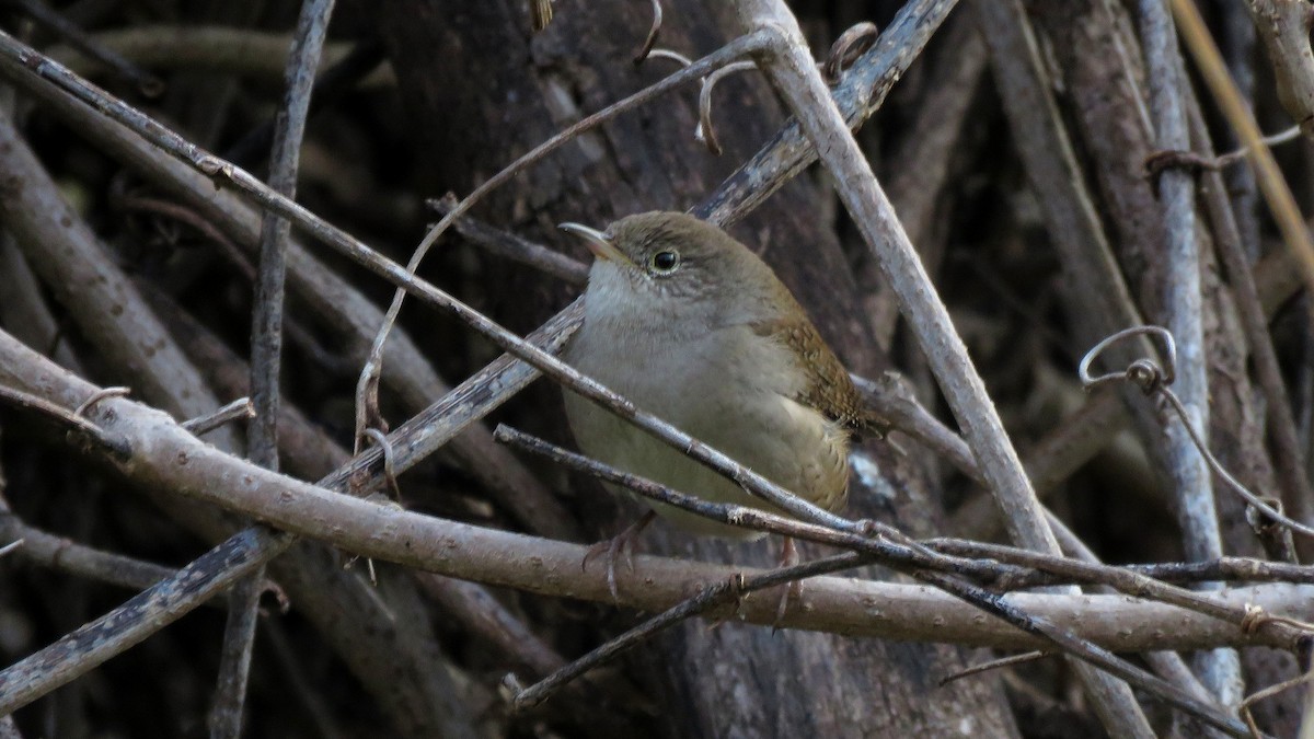 House Wren - ML131356291