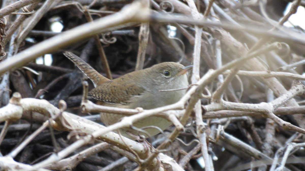 House Wren - ML131356311