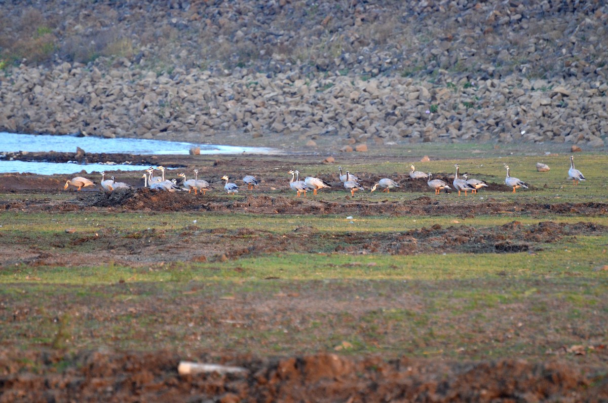 Bar-headed Goose - ML131357251
