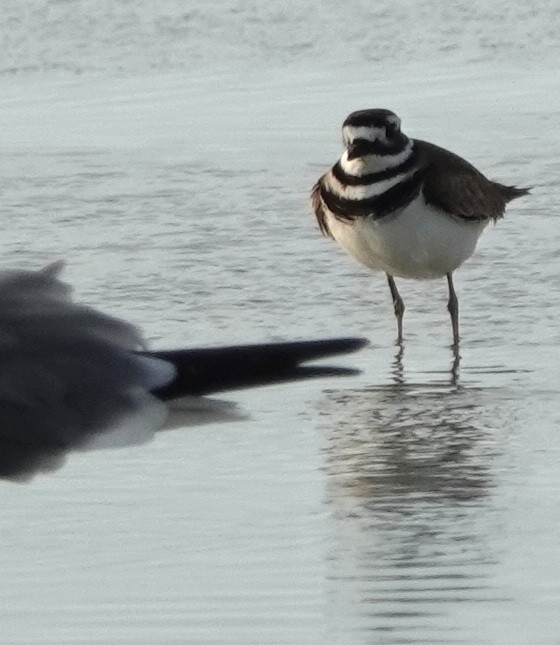 Killdeer - ML131357891