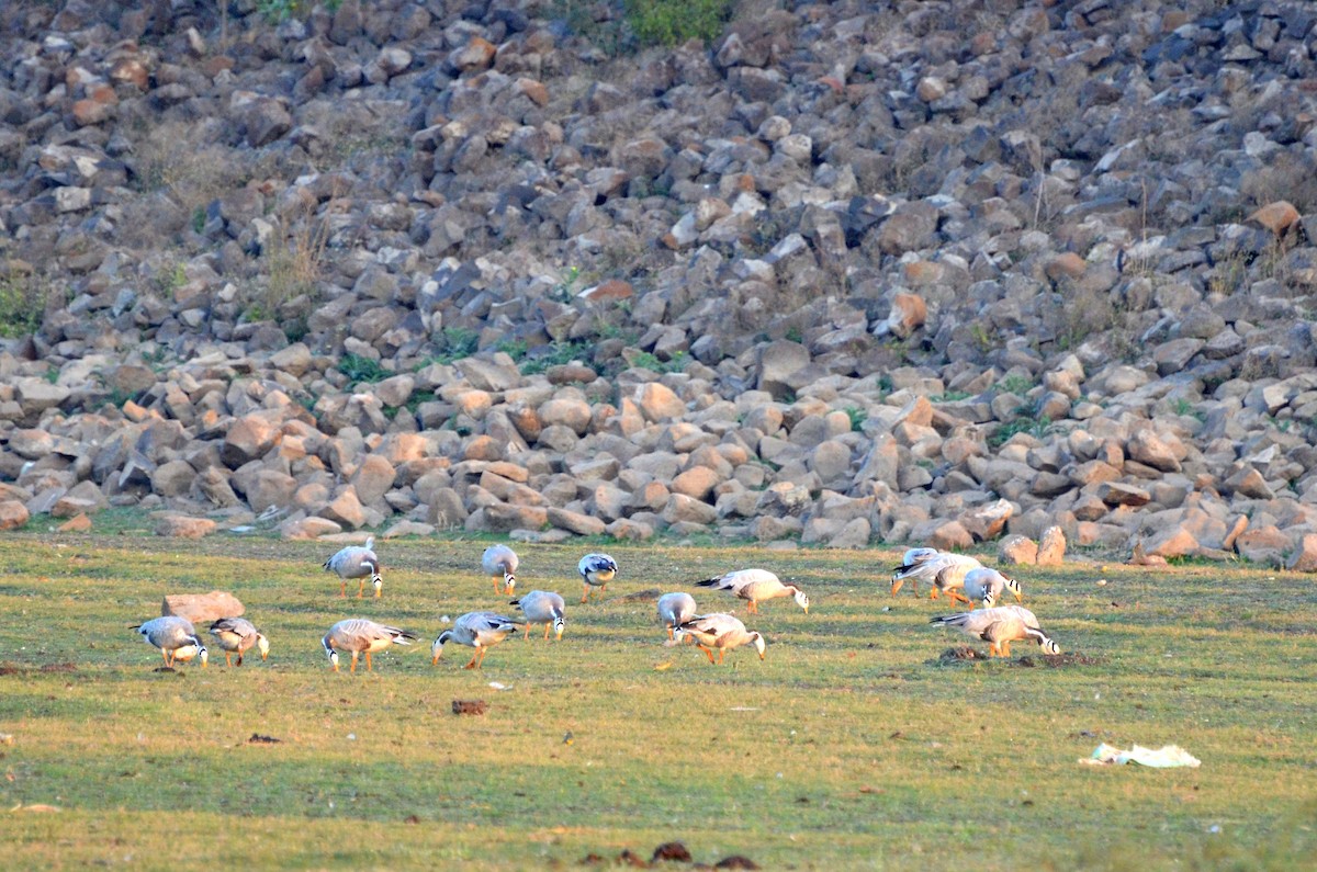 Bar-headed Goose - ML131358661