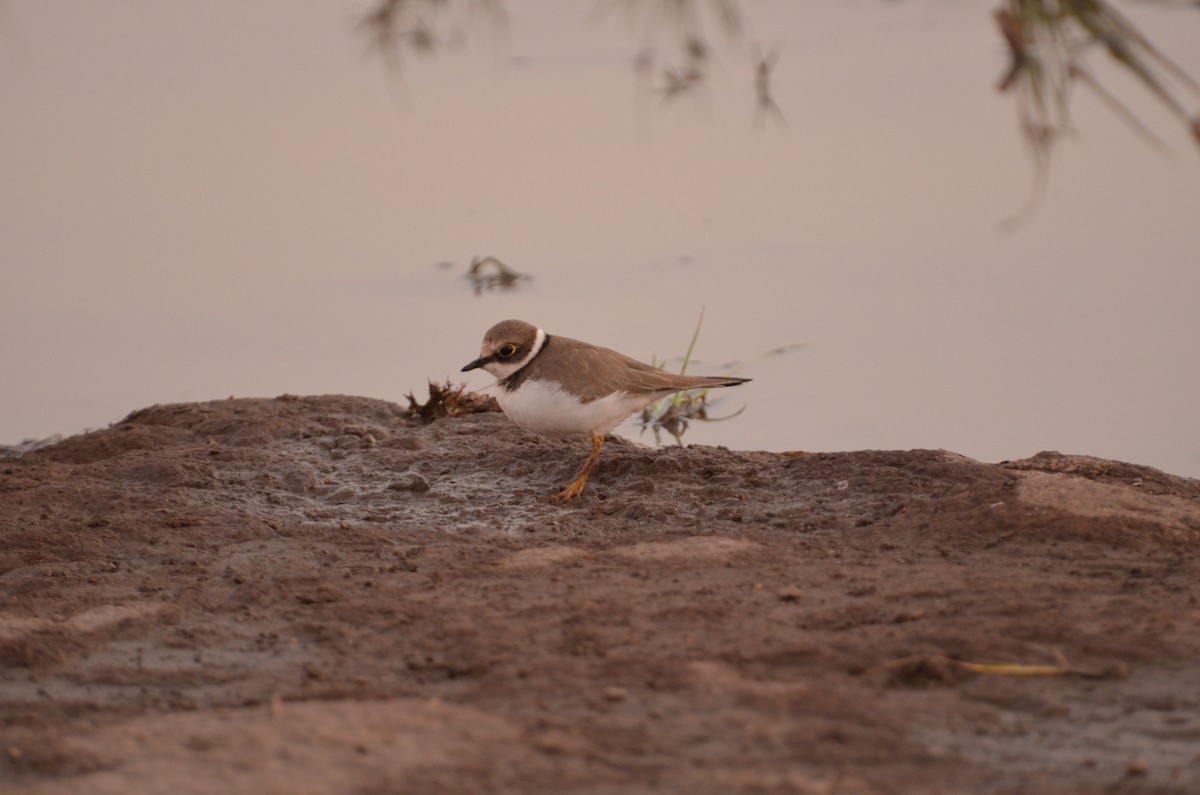 Little Ringed Plover - ML131358901