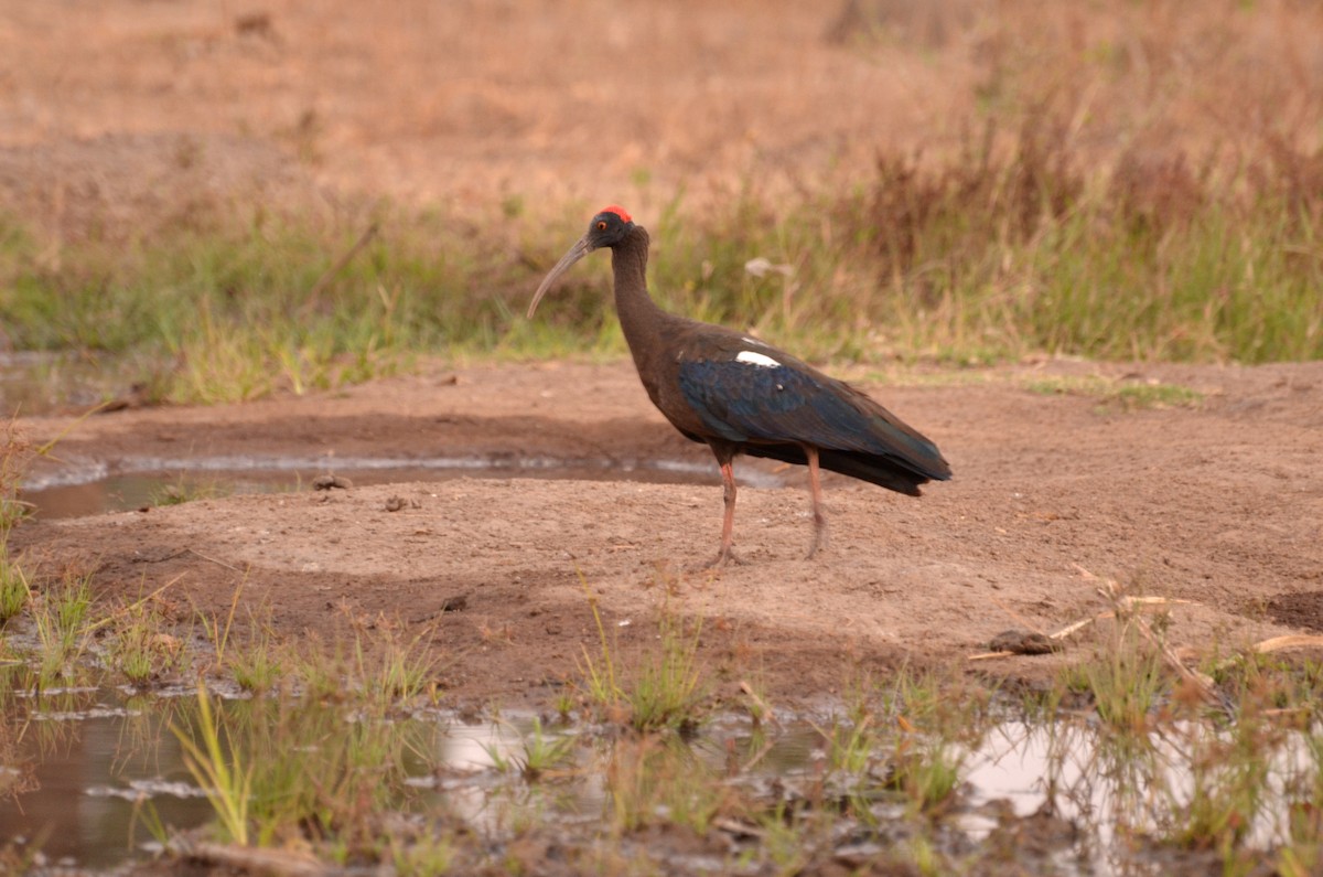 Red-naped Ibis - ML131359401