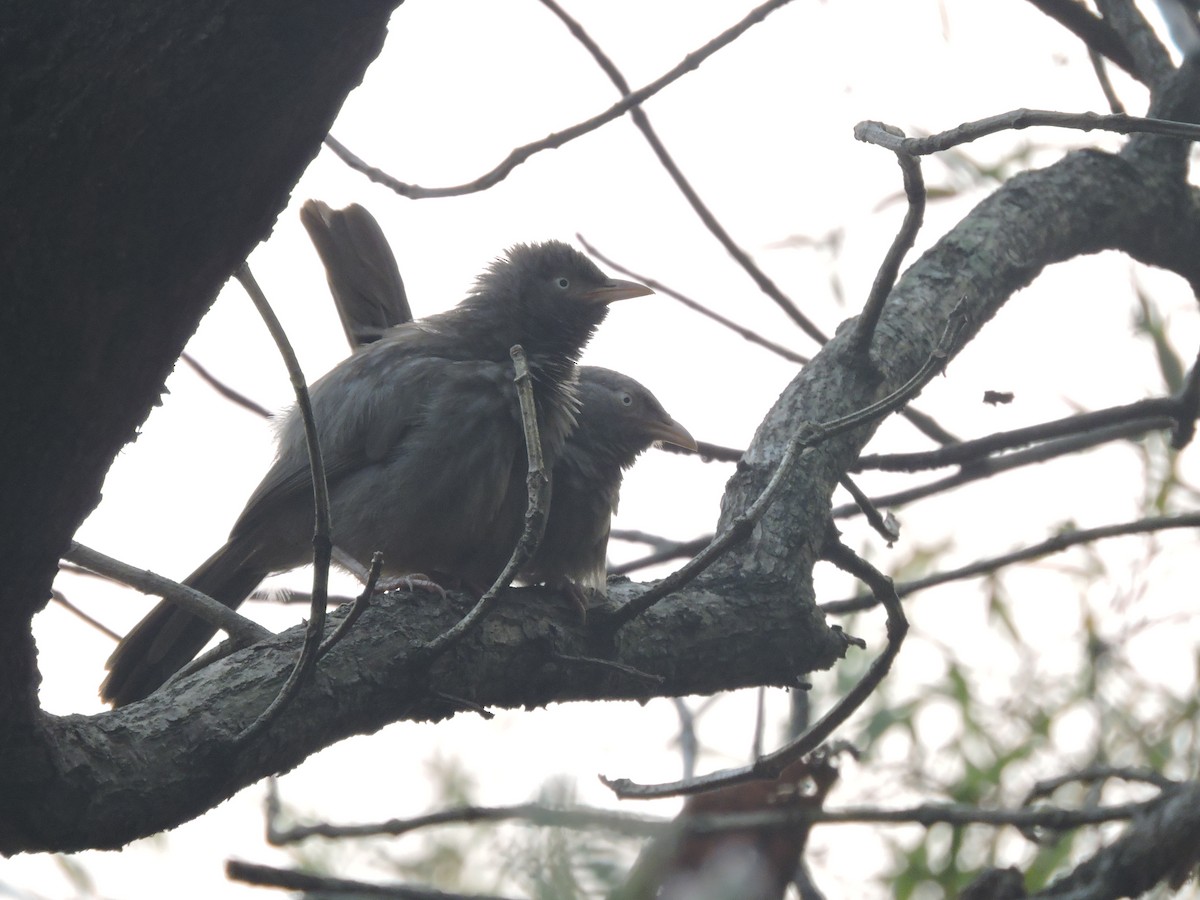 Jungle Babbler - ML131359451