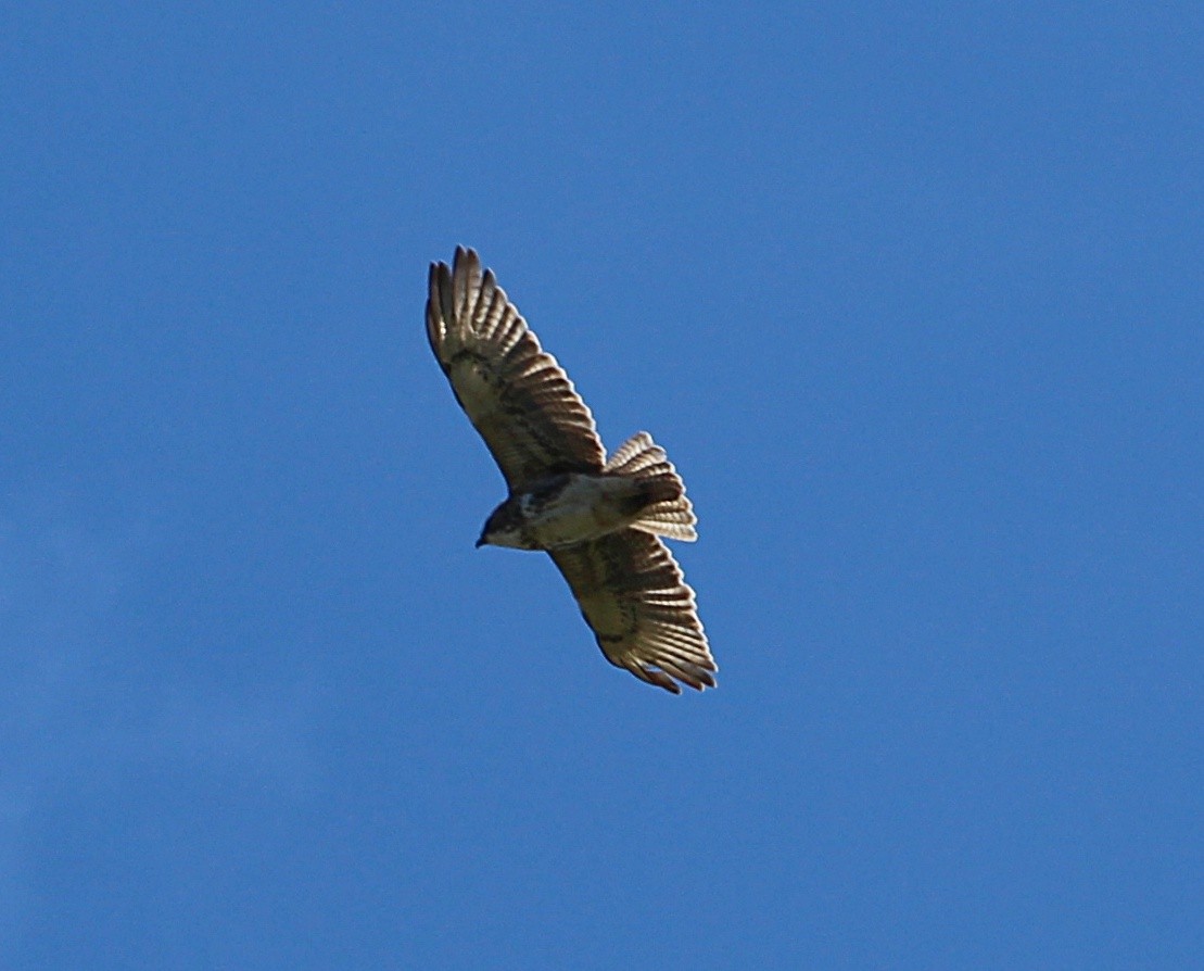 Hawaiian Hawk - Kathryn Hart