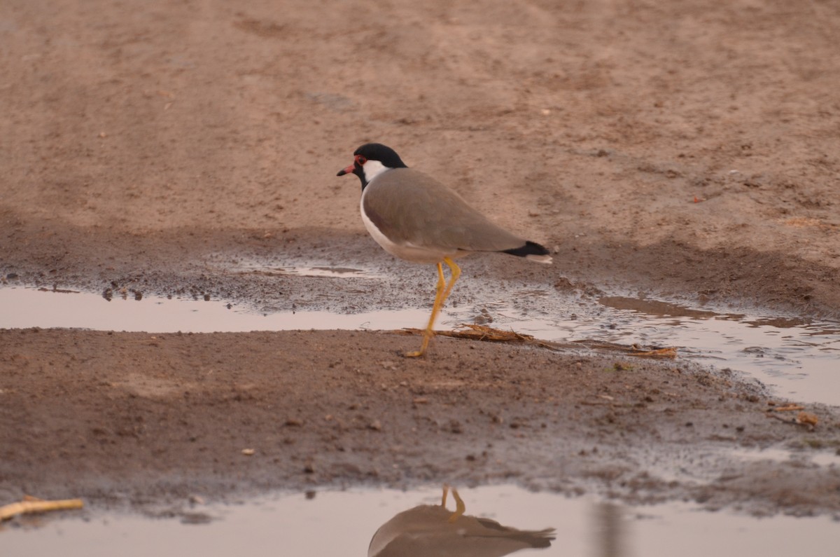 Red-wattled Lapwing - ML131360091