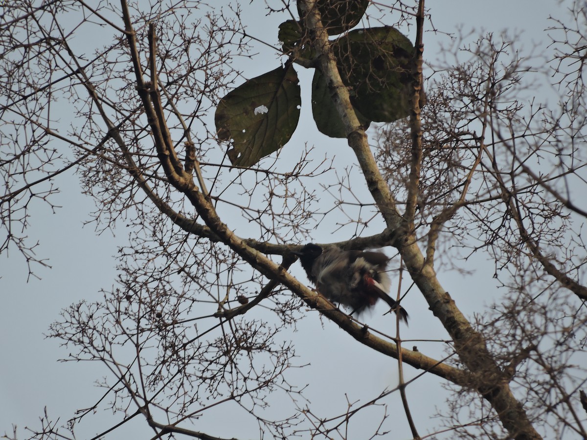 Red-vented Bulbul - ML131360641