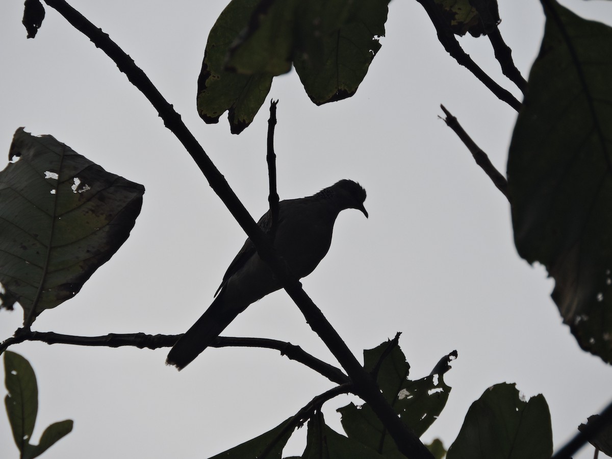 Spotted Dove - ML131360741